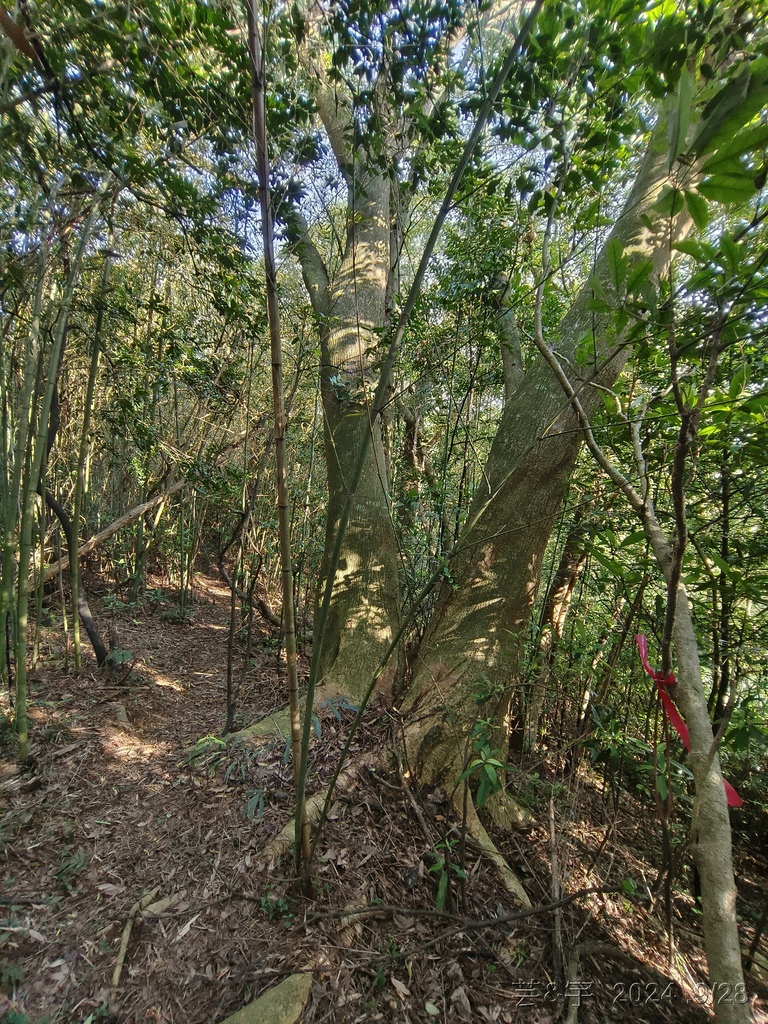 新竹竹東.寶山 の 柯子湖山古道 & 柯子湖山
