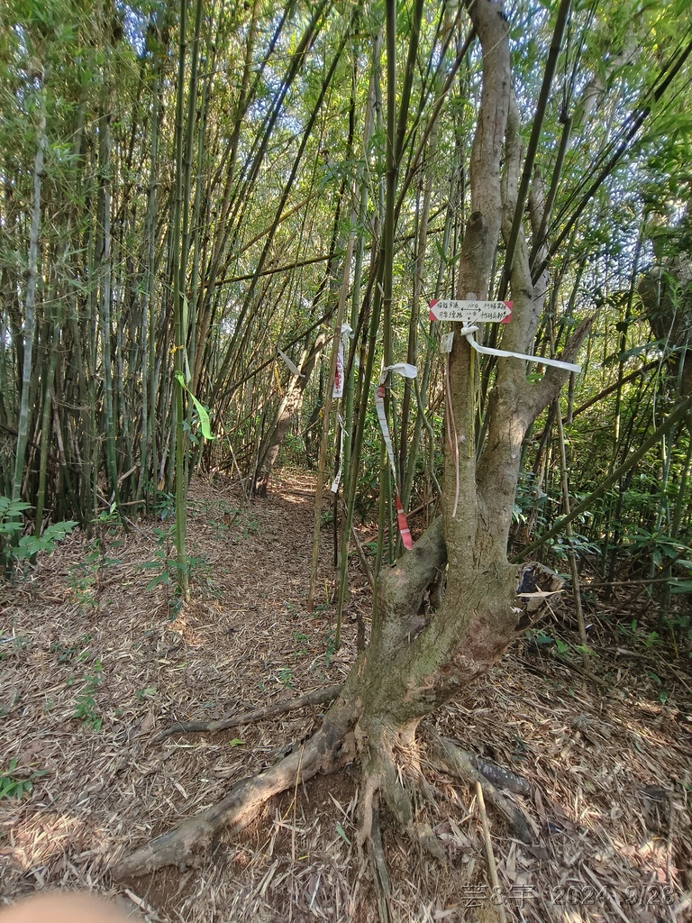 新竹竹東.寶山 の 柯子湖山古道 & 柯子湖山