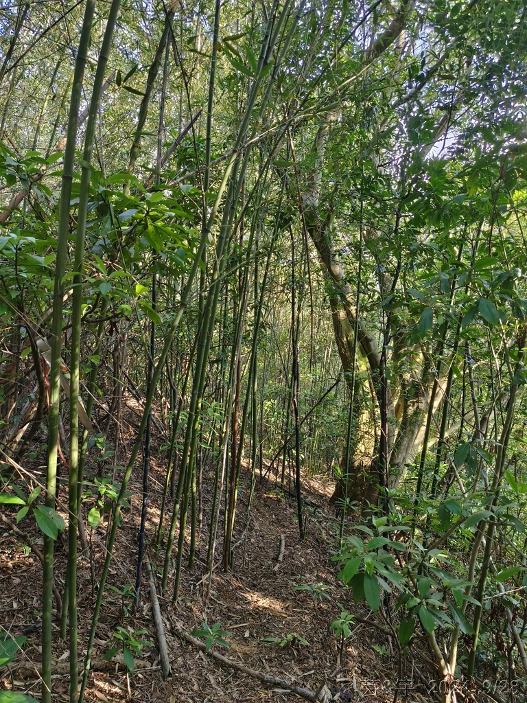 新竹竹東.寶山 の 柯子湖山古道 & 柯子湖山