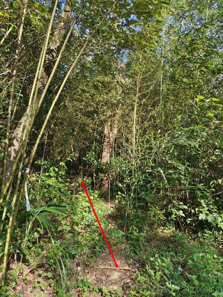 新竹竹東.寶山 の 柯子湖山古道 & 柯子湖山