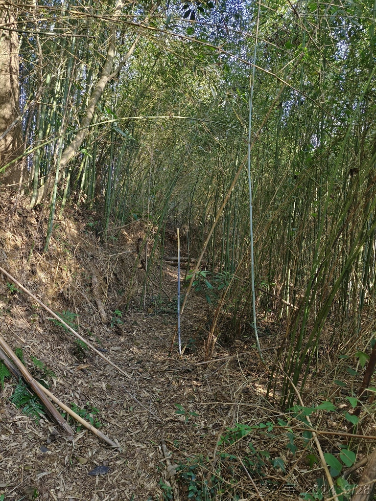 新竹竹東.寶山 の 柯子湖山古道 & 柯子湖山