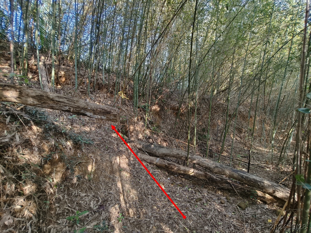新竹竹東.寶山 の 柯子湖山古道 & 柯子湖山