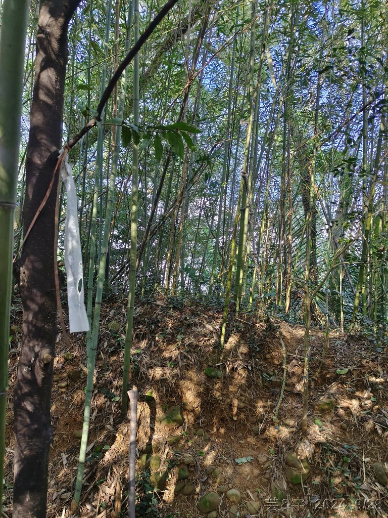新竹竹東.寶山 の 柯子湖山古道 & 柯子湖山