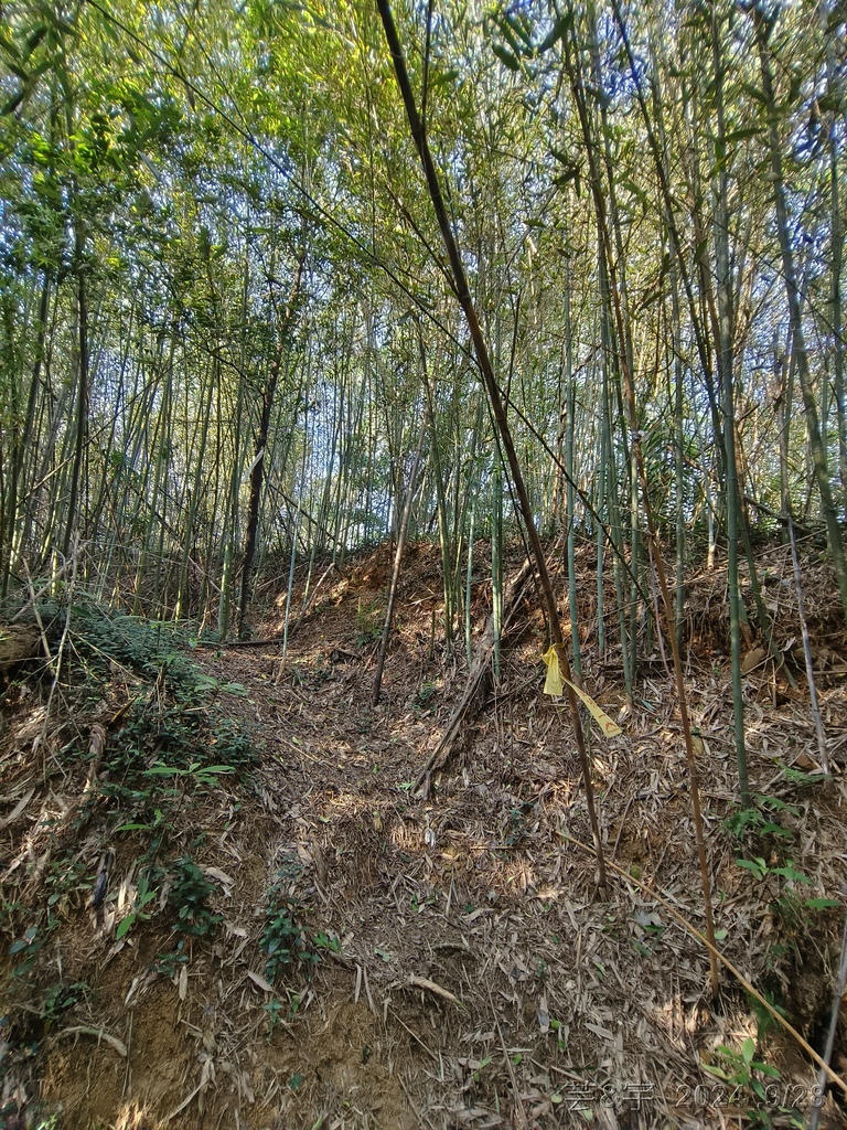 新竹竹東.寶山 の 柯子湖山古道 & 柯子湖山