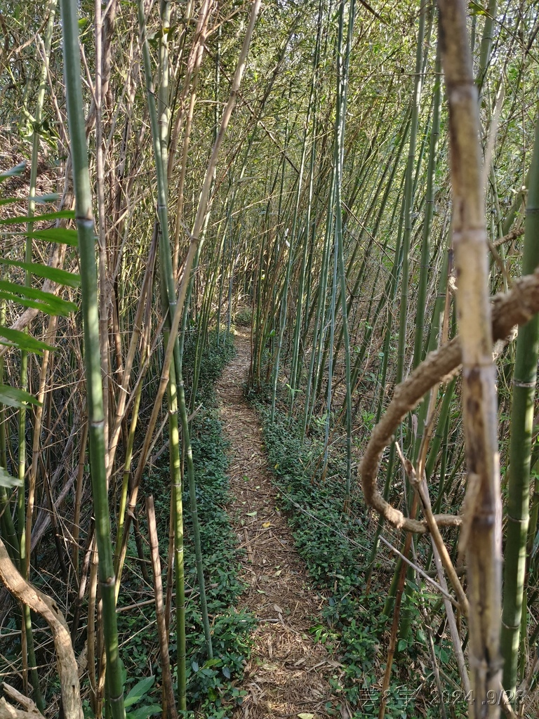 新竹竹東.寶山 の 柯子湖山古道 & 柯子湖山
