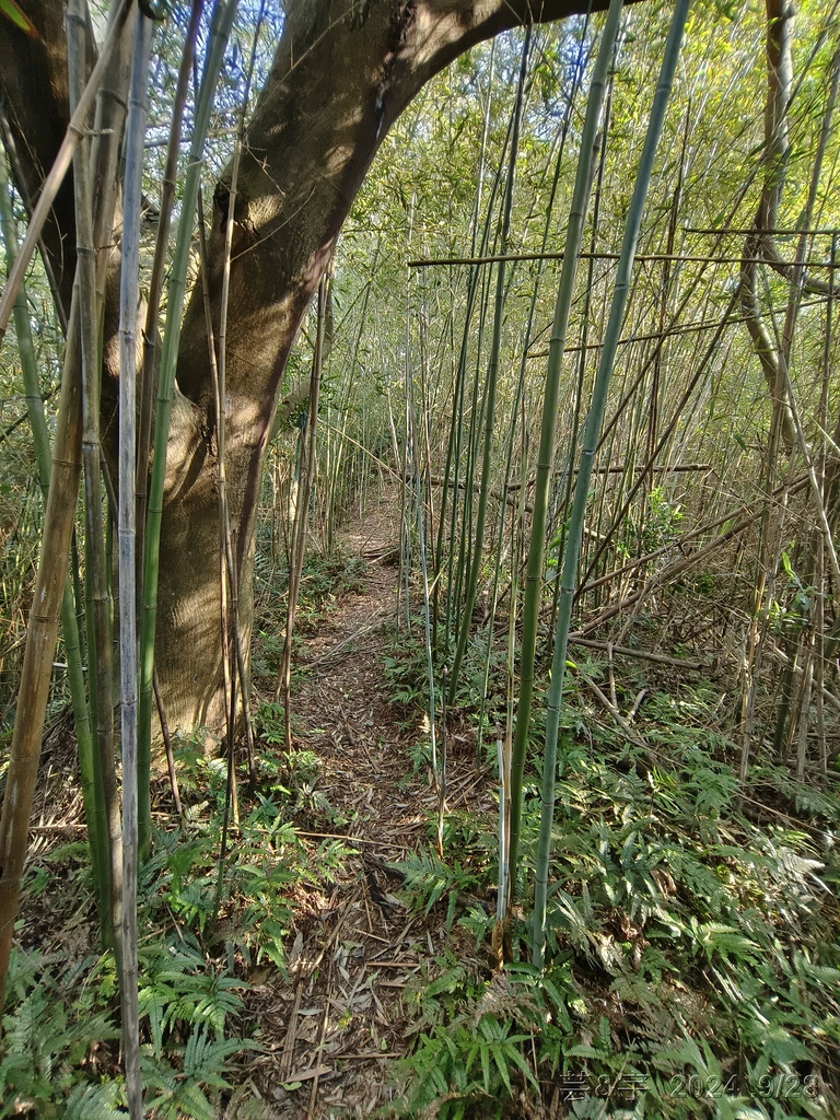 新竹竹東.寶山 の 柯子湖山古道 & 柯子湖山