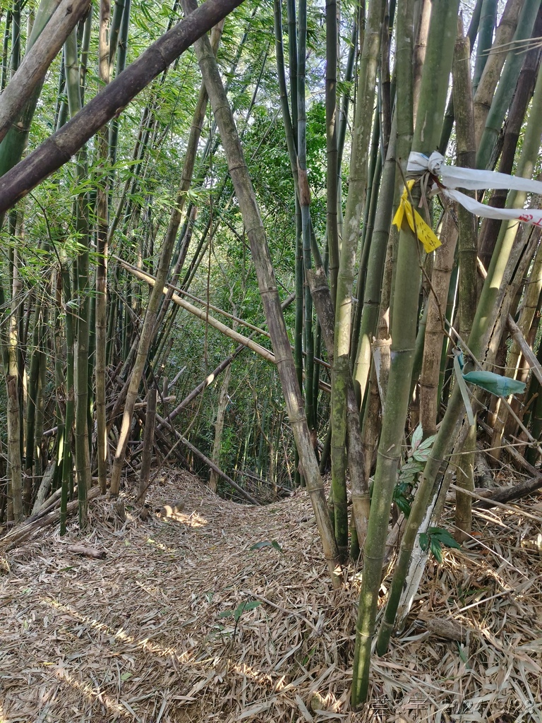 新竹竹東.寶山 の 柯子湖山古道 & 柯子湖山
