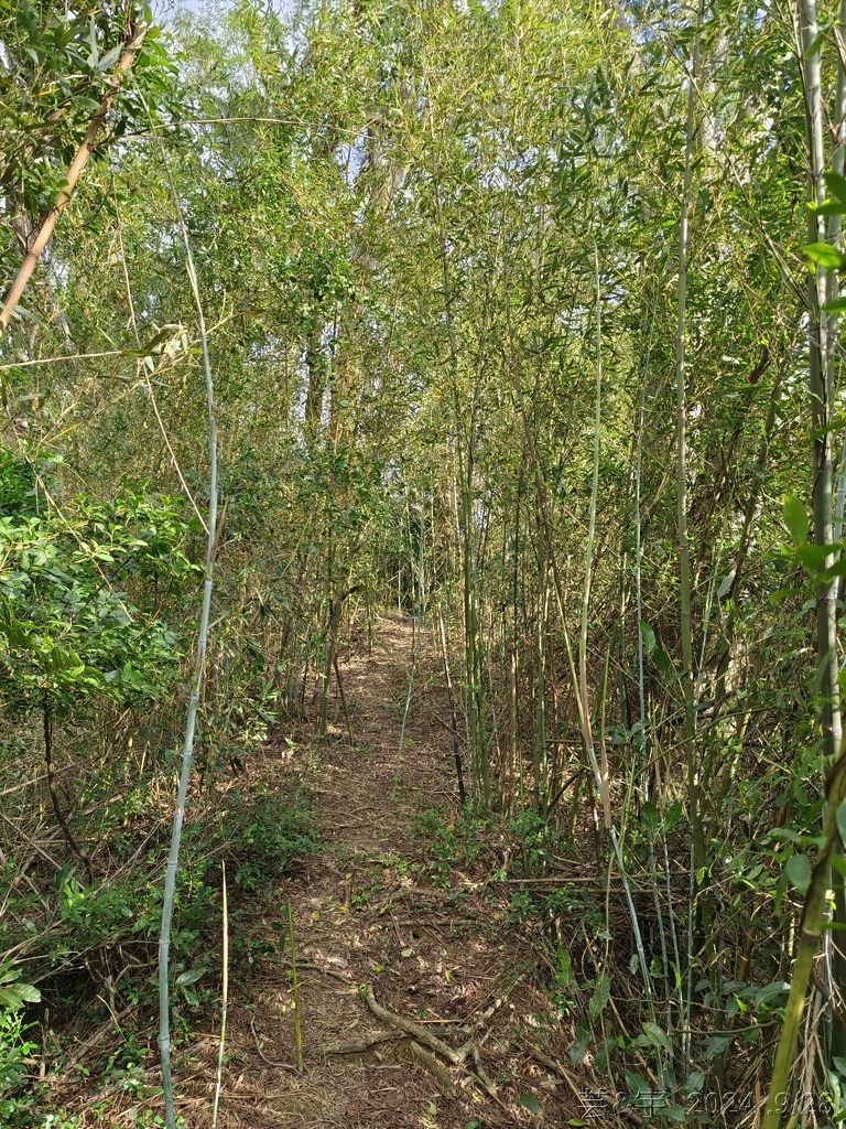新竹竹東.寶山 の 柯子湖山古道 & 柯子湖山