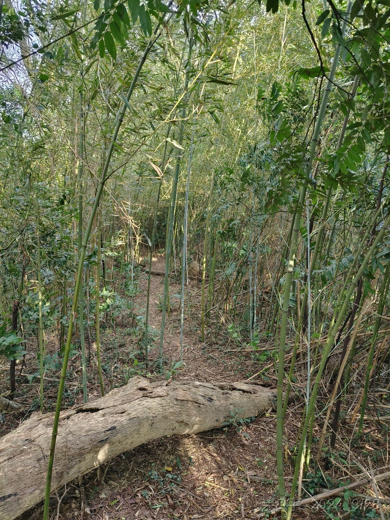 新竹竹東.寶山 の 柯子湖山古道 & 柯子湖山
