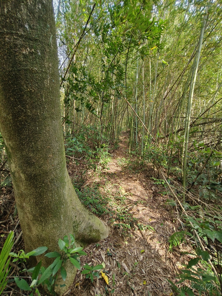 新竹竹東.寶山 の 柯子湖山古道 & 柯子湖山