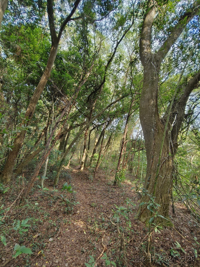 新竹竹東.寶山 の 柯子湖山古道 & 柯子湖山
