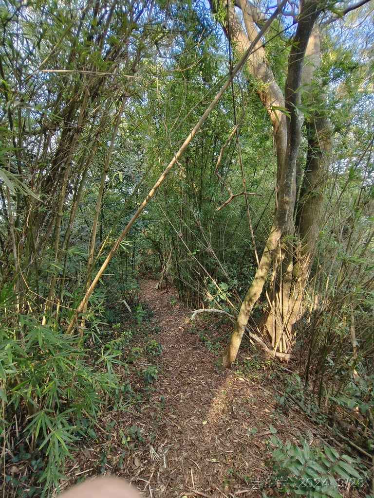 新竹竹東.寶山 の 柯子湖山古道 & 柯子湖山