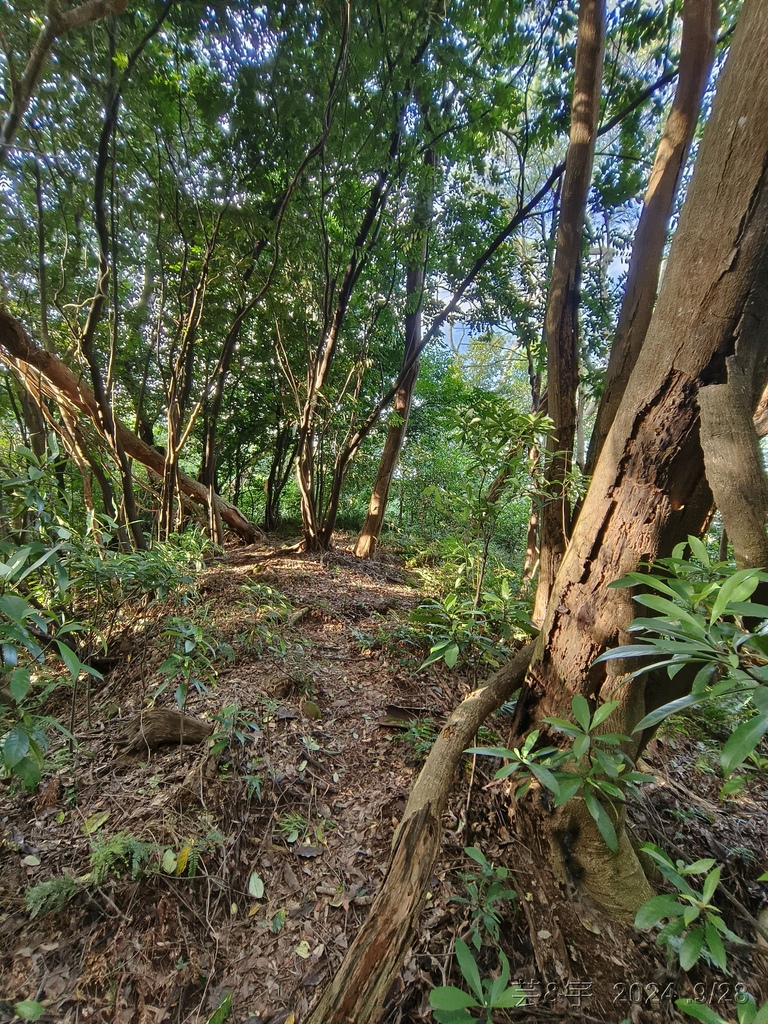 新竹竹東.寶山 の 柯子湖山古道 & 柯子湖山