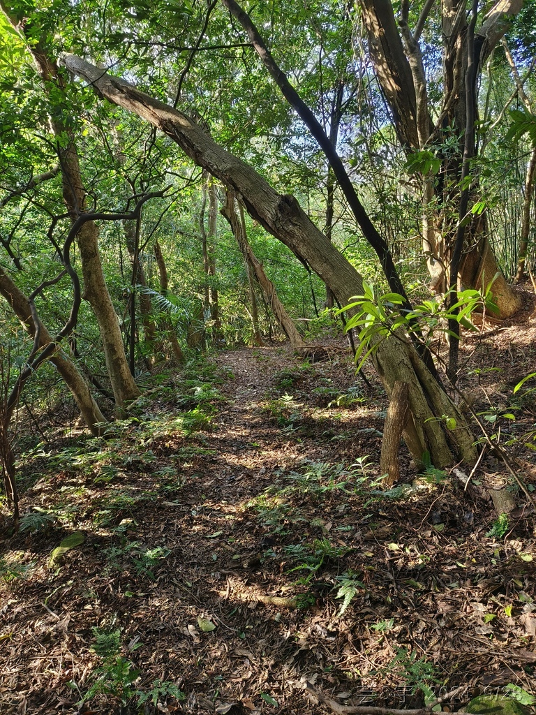 新竹竹東.寶山 の 柯子湖山古道 & 柯子湖山