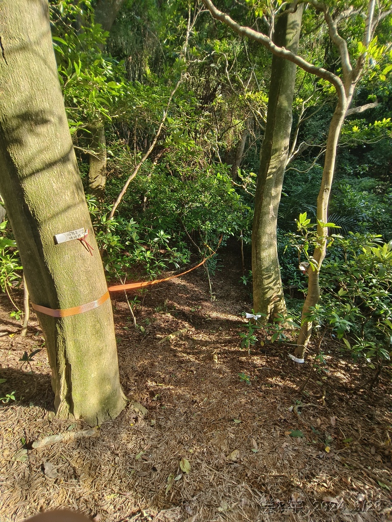 新竹竹東.寶山 の 柯子湖山古道 & 柯子湖山