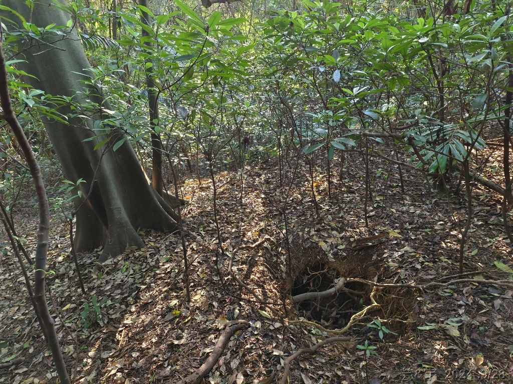 新竹竹東.寶山 の 柯子湖山古道 & 柯子湖山