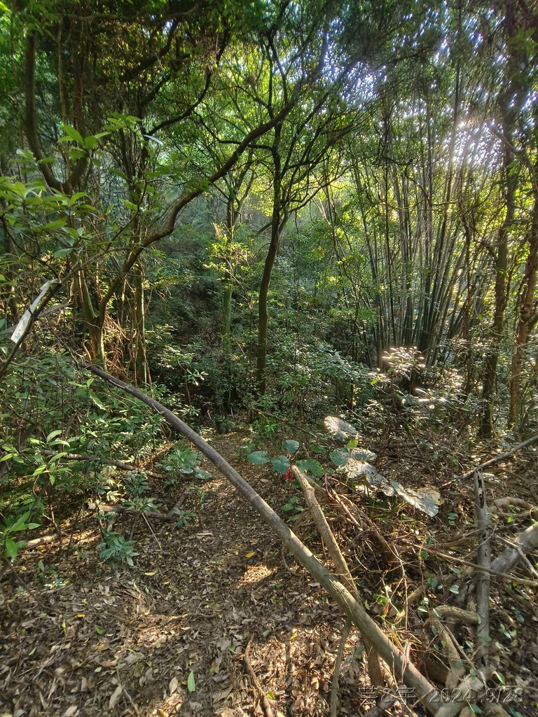 新竹竹東.寶山 の 柯子湖山古道 & 柯子湖山