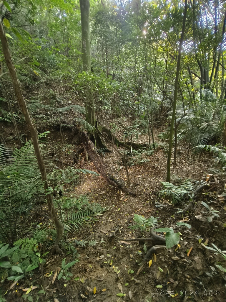 新竹竹東.寶山 の 柯子湖山古道 & 柯子湖山