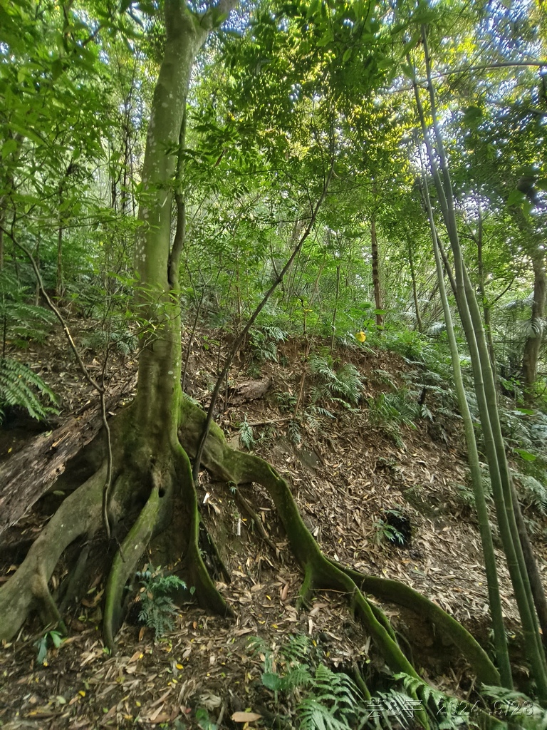 新竹竹東.寶山 の 柯子湖山古道 & 柯子湖山