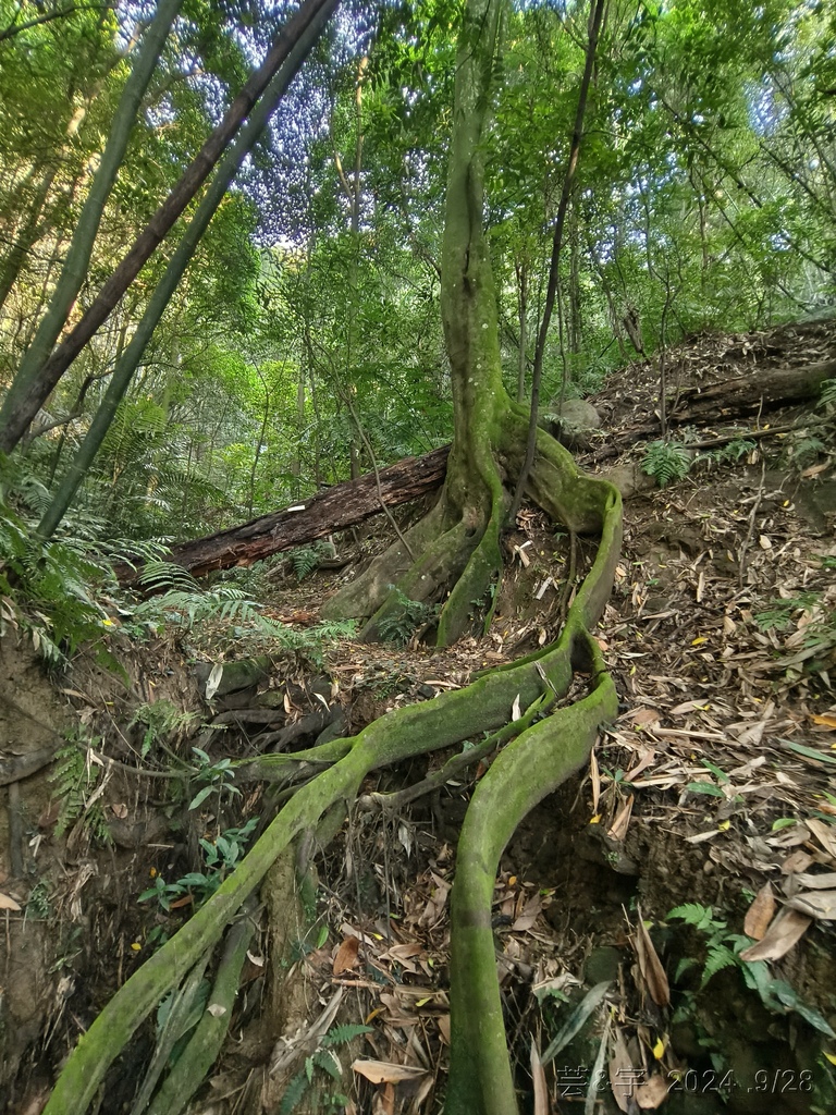 新竹竹東.寶山 の 柯子湖山古道 & 柯子湖山