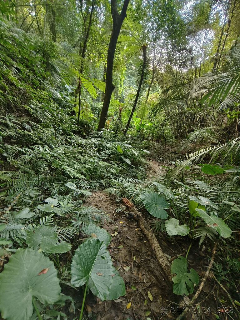 新竹竹東.寶山 の 柯子湖山古道 & 柯子湖山