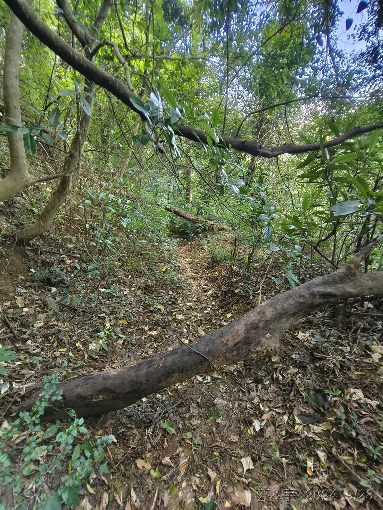 新竹竹東.寶山 の 柯子湖山古道 & 柯子湖山