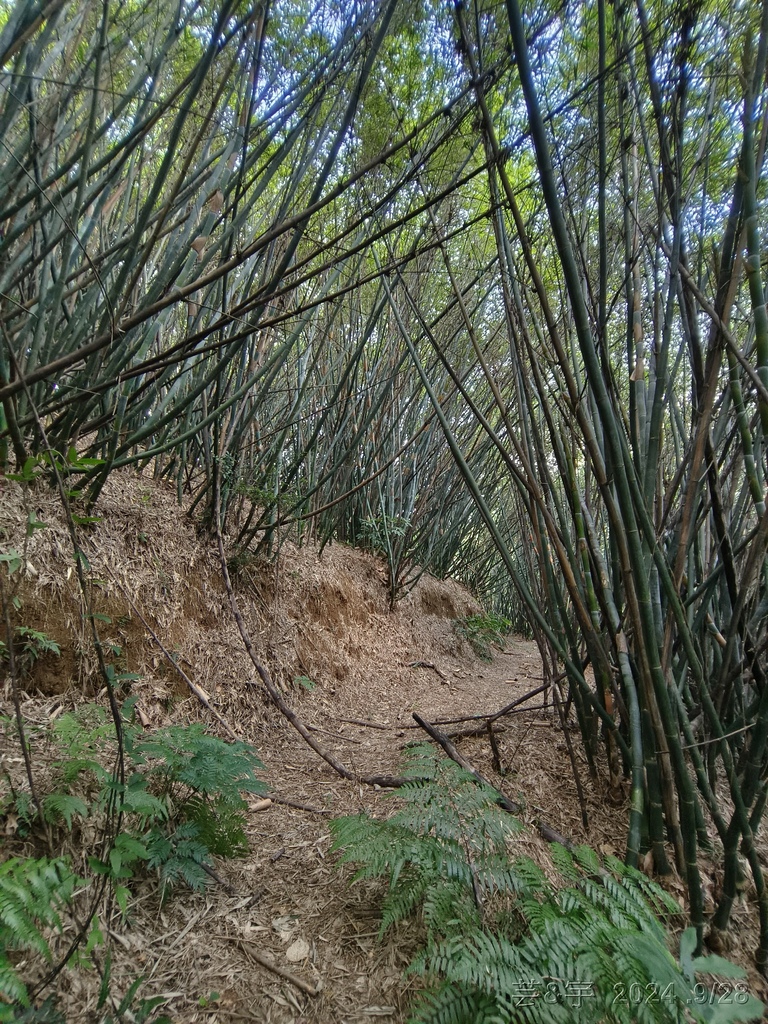 新竹竹東.寶山 の 柯子湖山古道 & 柯子湖山
