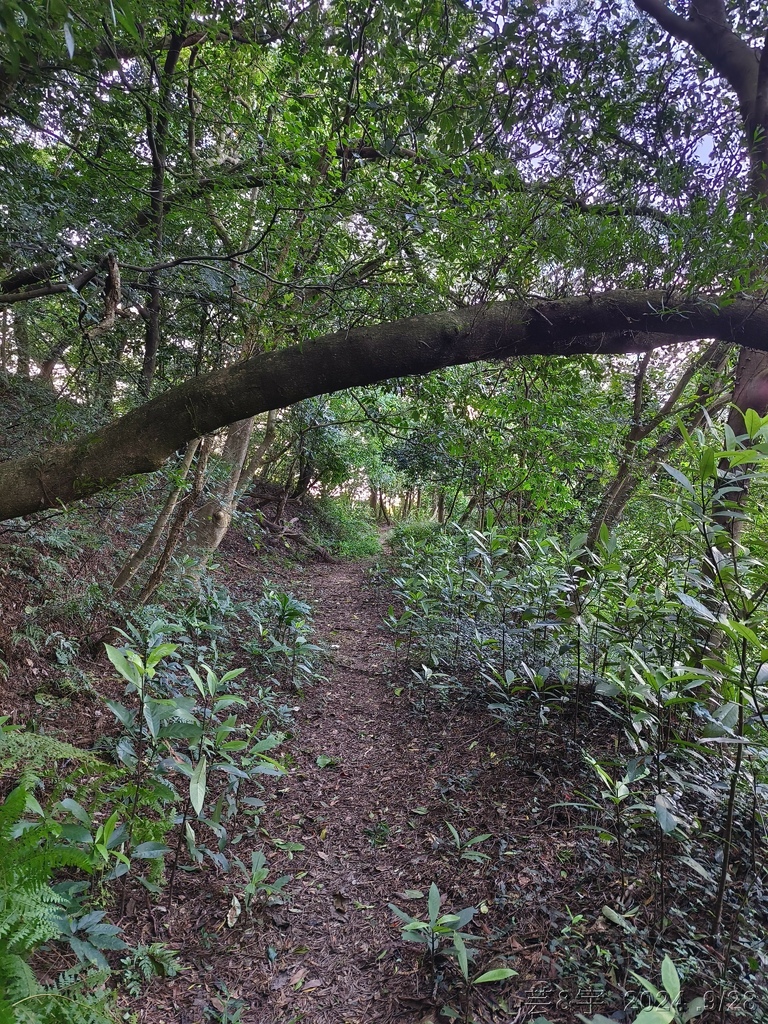 新竹竹東.寶山 の 柯子湖山古道 & 柯子湖山