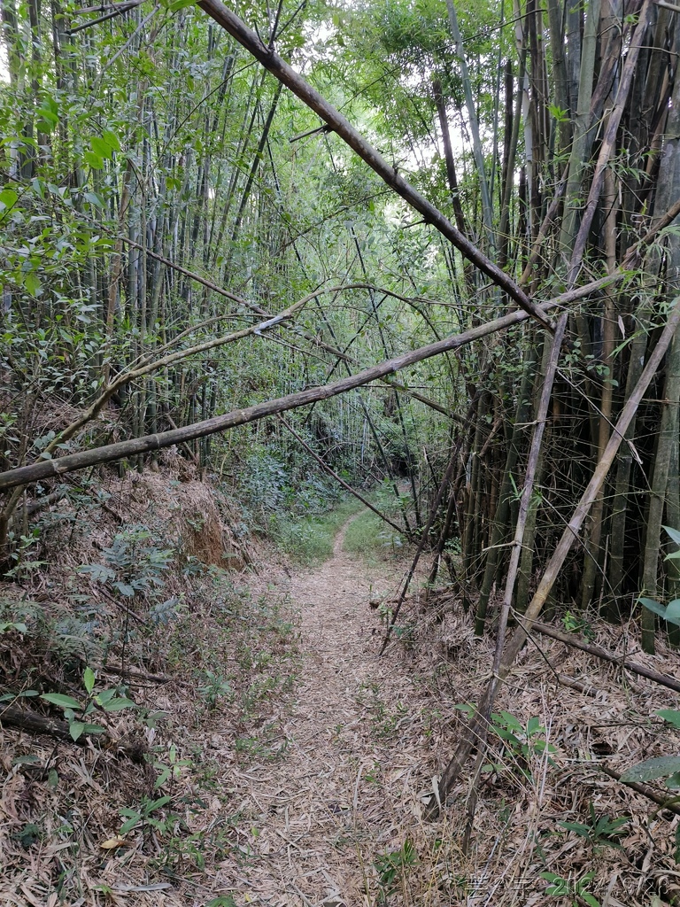 新竹竹東.寶山 の 柯子湖山古道 & 柯子湖山