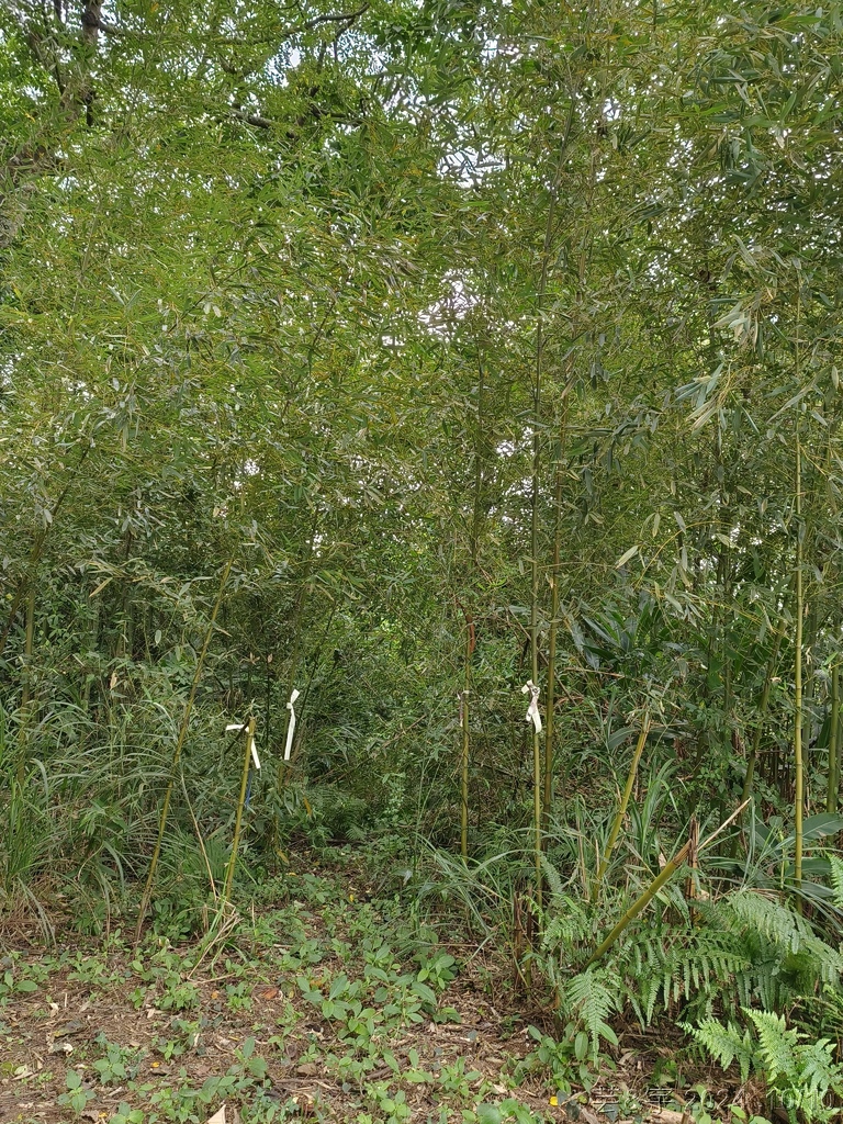 新竹北埔 の 老頭擺客家菜 & 大分林山 & 北埔冷泉