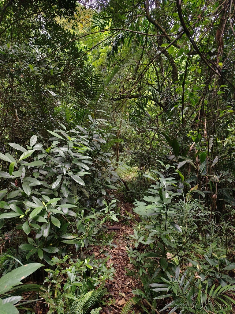 新竹北埔 の 老頭擺客家菜 & 大分林山 & 北埔冷泉