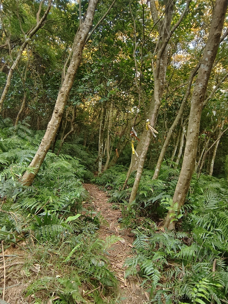 新竹芎林 の 王爺坑 & 飛沙縱走的3個山頭 (芎蕉窩山+牛