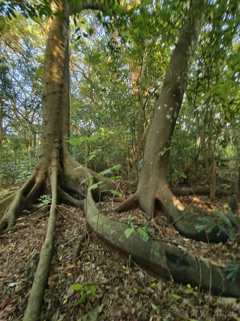 新竹芎林 の 石壁潭生態步道 & 石壁潭山