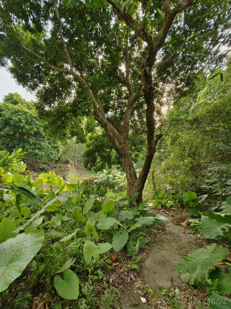 新竹芎林 の 石壁潭生態步道 & 石壁潭山