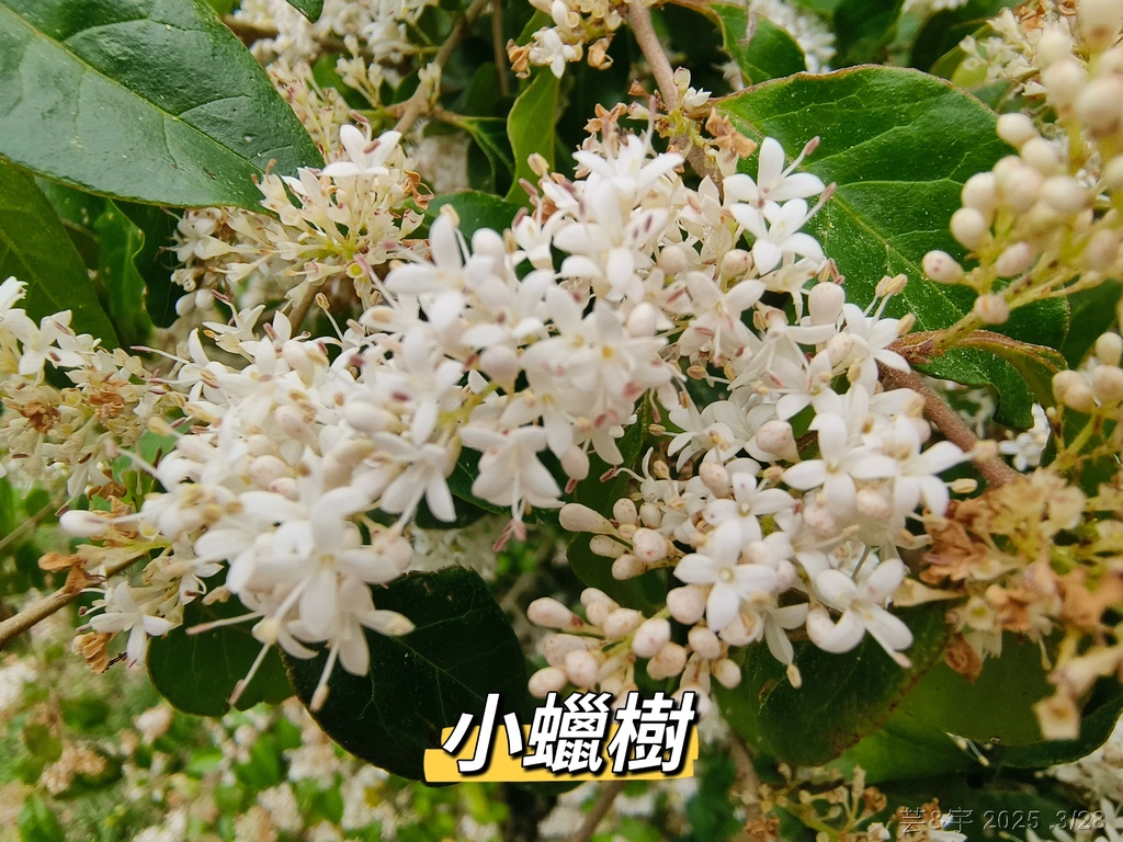 新竹科學園區靜心湖賞花(2025 .春)