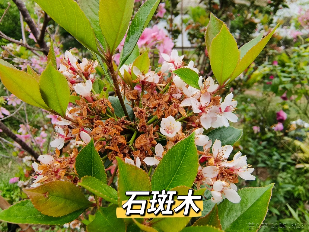 新竹科學園區靜心湖賞花(2025 .春)
