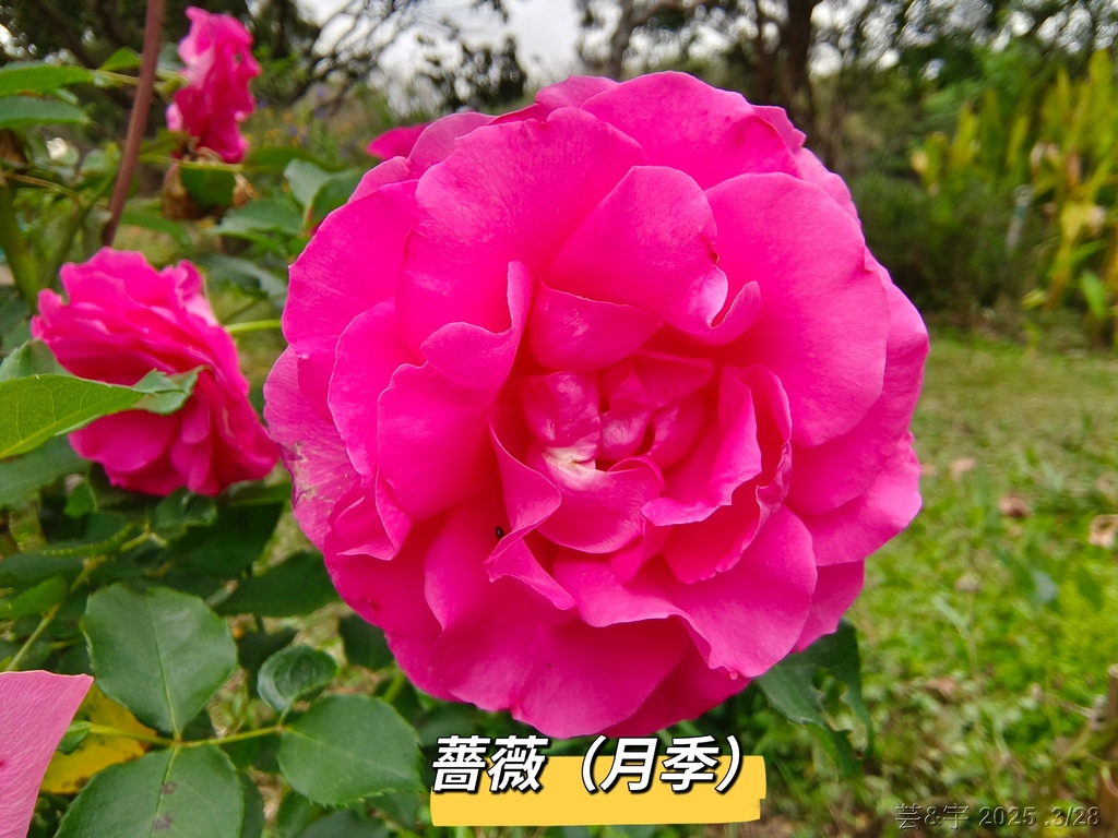 新竹科學園區靜心湖賞花(2025 .春)