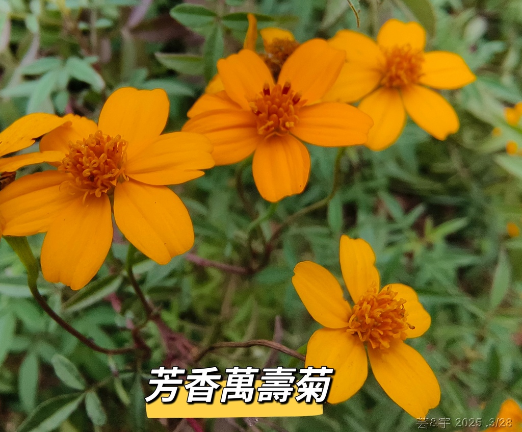 新竹科學園區靜心湖賞花(2025 .春)