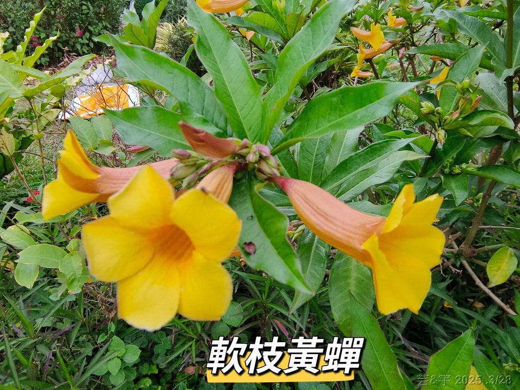 新竹科學園區靜心湖賞花(2025 .春)