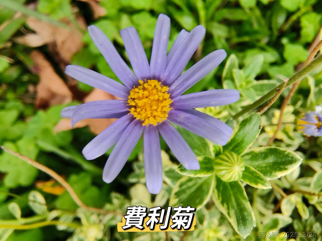 新竹科學園區靜心湖賞花(2025 .春)