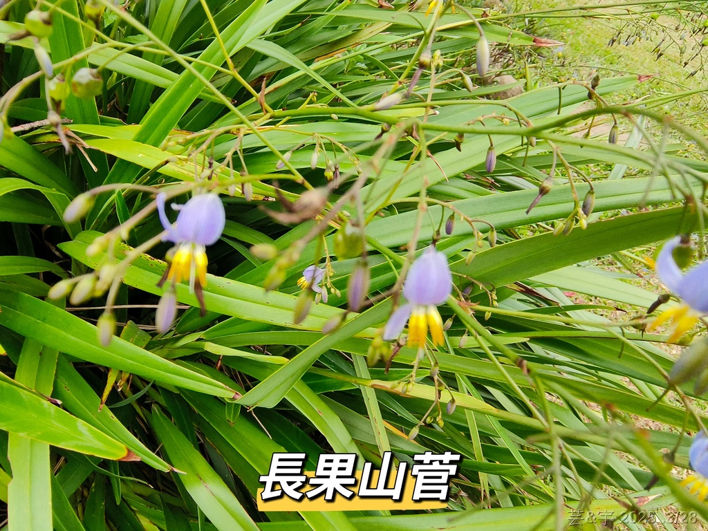 新竹科學園區靜心湖賞花(2025 .春)
