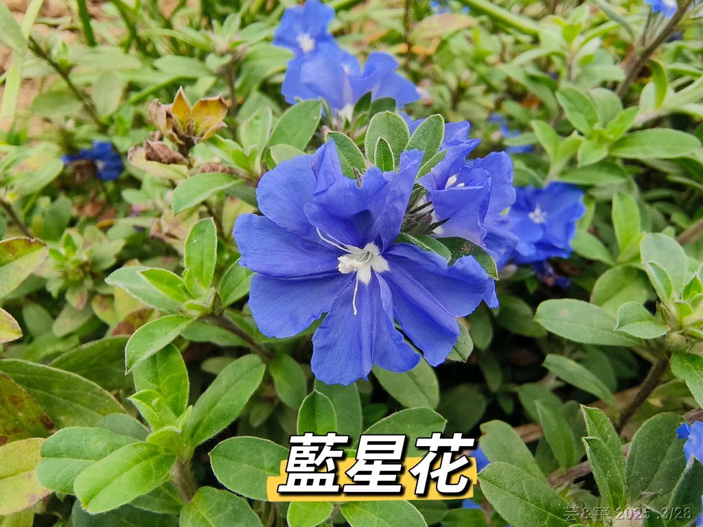 新竹科學園區靜心湖賞花(2025 .春)