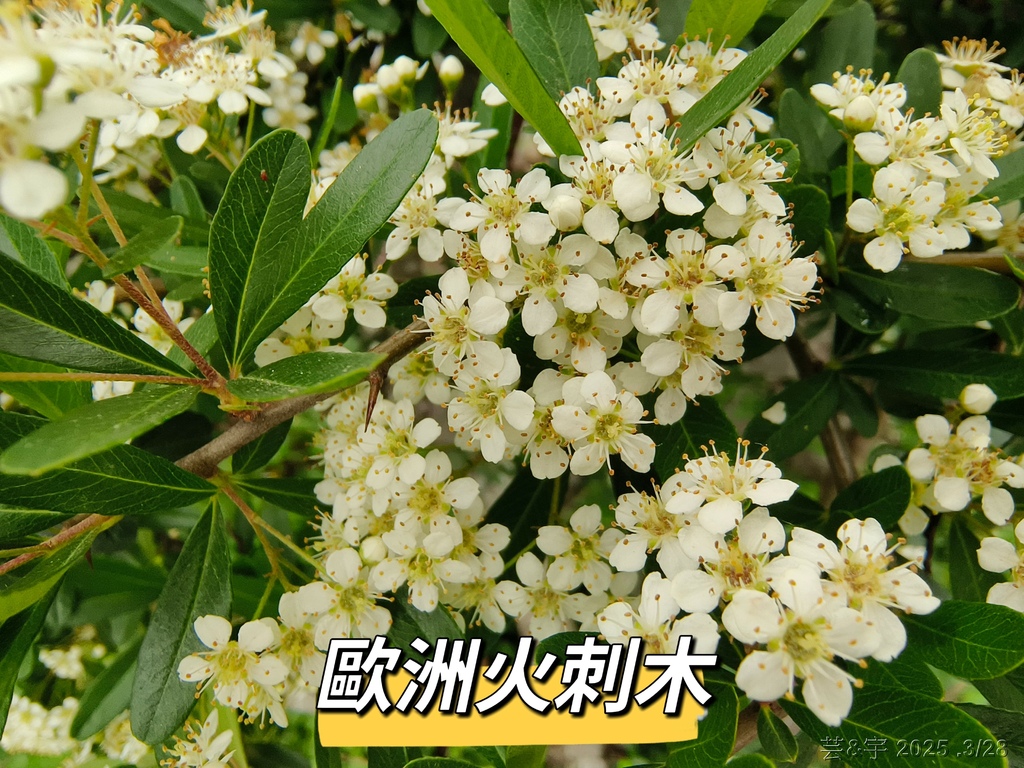 新竹科學園區靜心湖賞花(2025 .春)