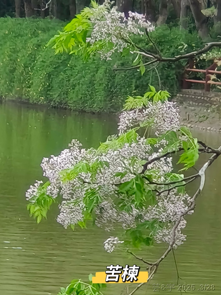 新竹科學園區靜心湖賞花(2025 .春)