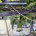 20110313239.jpg