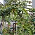 20110313234.jpg