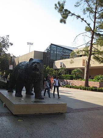 UCLA的棕熊!!!! 