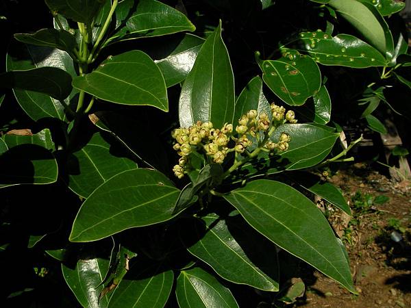 蘭嶼肉桂 花