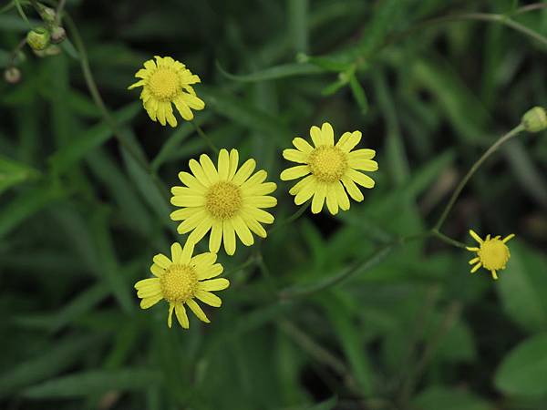 窄葉黃菀 花