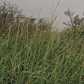 南非鴿草